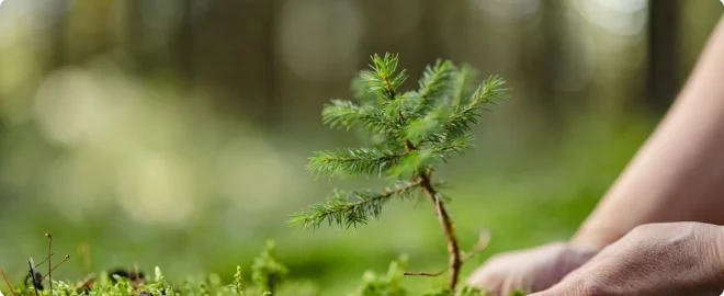 Close-up woman planting a young fir tree in the forest,putting it down on the ground