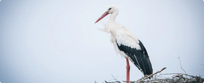 White Stork Ciconia ciconia pair perching in nest